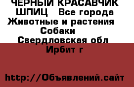 ЧЕРНЫЙ КРАСАВЧИК ШПИЦ - Все города Животные и растения » Собаки   . Свердловская обл.,Ирбит г.